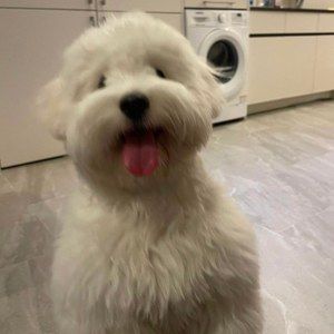 Meet your Posher, Minh anh